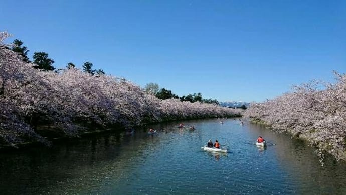 弘前さくらまつりへ。