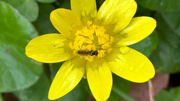 キクザキリュウキンカの花は、花弁ではなく萼だった🎶