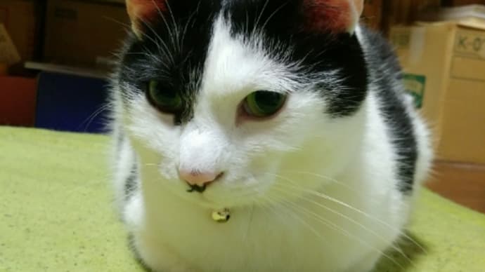 ネコの写真も面白い