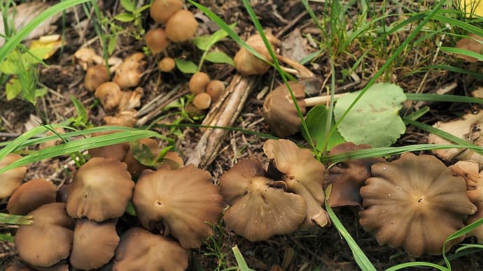 ★梅雨時の里山 🍄キノコ軍団御一行様など　2019