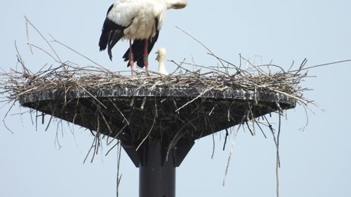 コウノトリを撮りに 加古郡稲美町 へ・・・