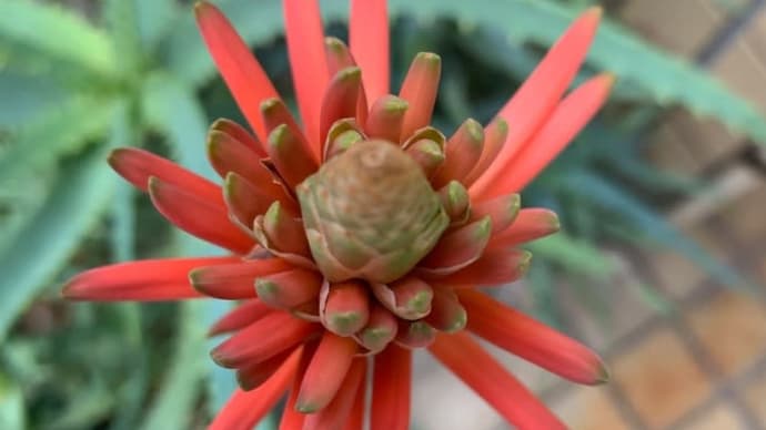 アロエの花、ますます開花♪
