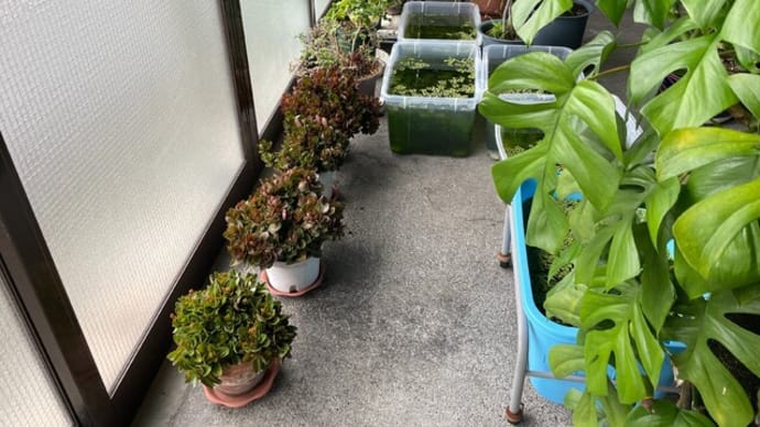 今日は激しい風雨だというので植木鉢を家に入れる