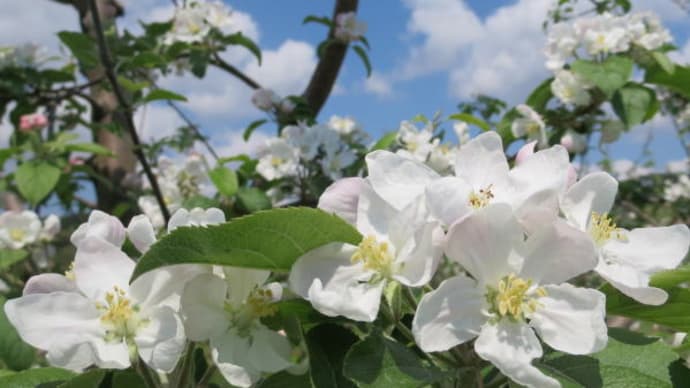 りんごの花が満開です~秋田県横手市~