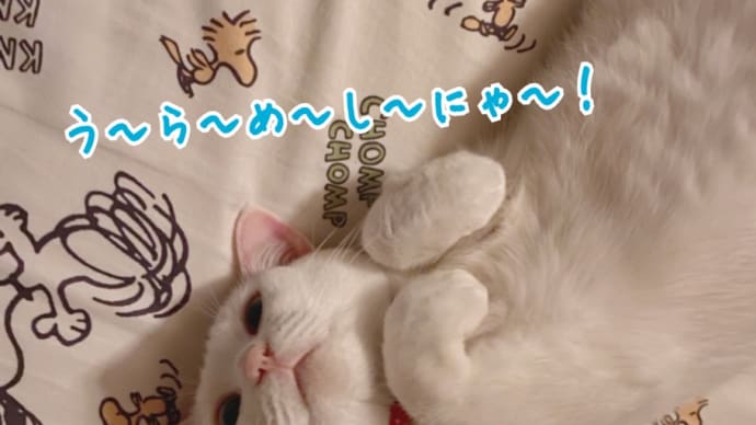 またまたうらめしにゃ〜
