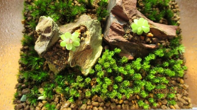 2021☆春の苔気分 その1