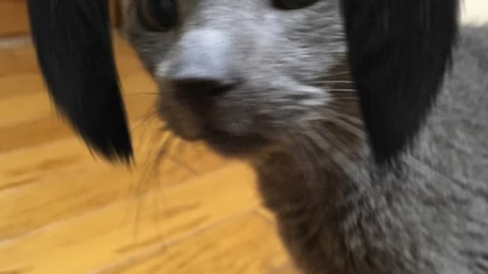 まだまだあります。猫のsnow画像