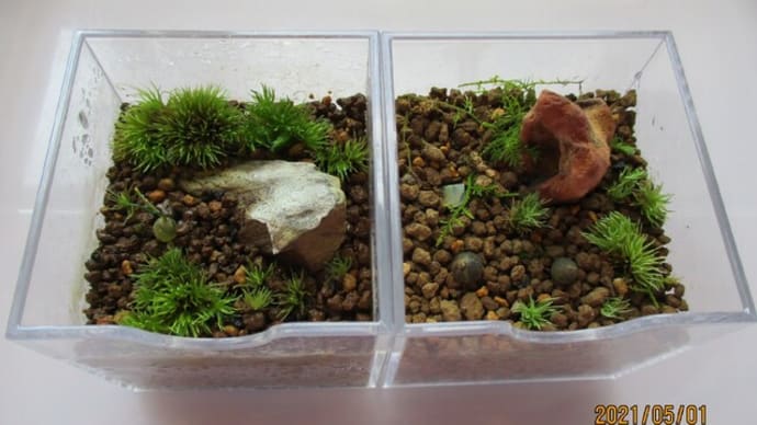 2021☆新緑の季節の苔メンテナンス その2