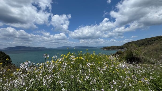 不知火海の景色と大根の花 普賢岳 天草上島