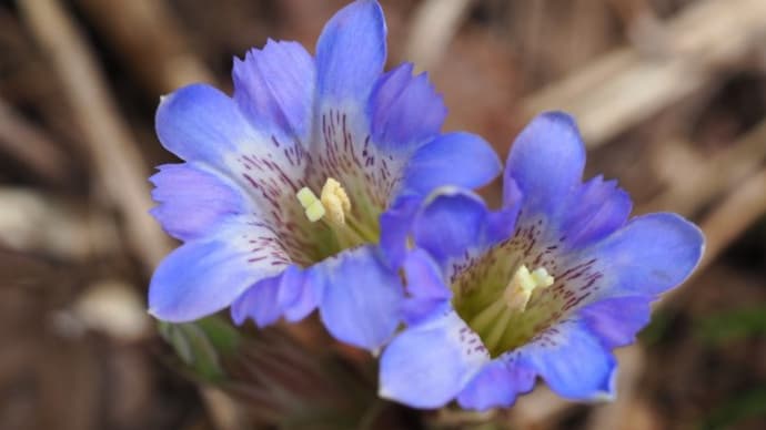 春の花・・・フデリンドウ