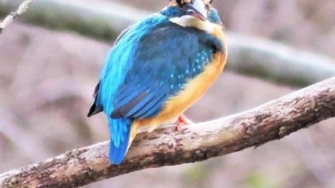 野鳥写真集 新春第３弾！ 「月刊ひとり野鳥の会」令和４年１月末号（1/19～1/29）