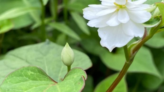 庭のお花達　八重咲きドクダミ他