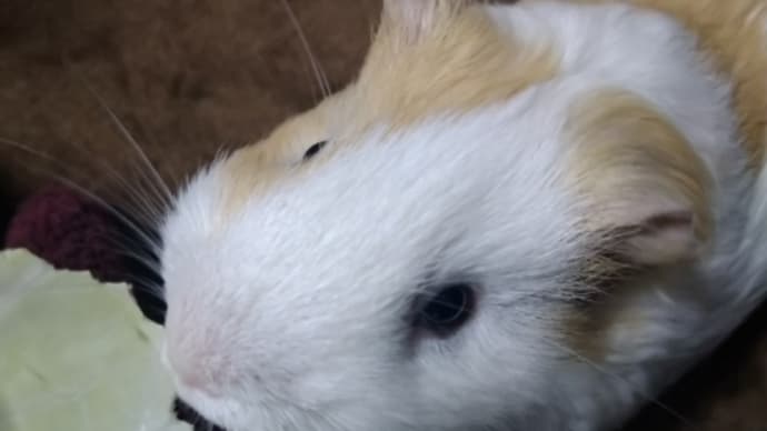 本日のおやさい