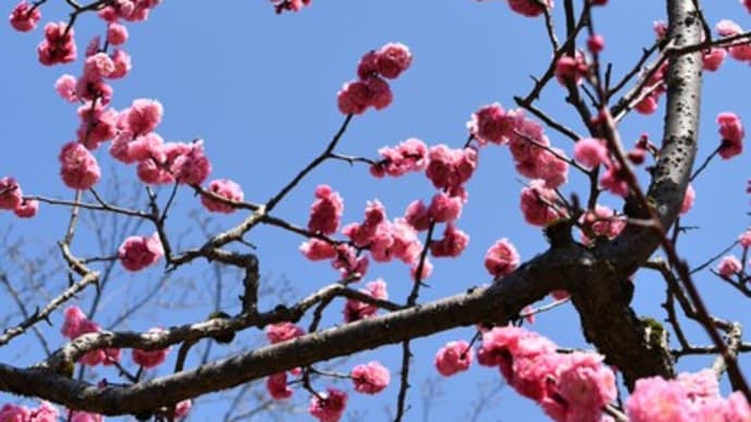 高岡古城公園