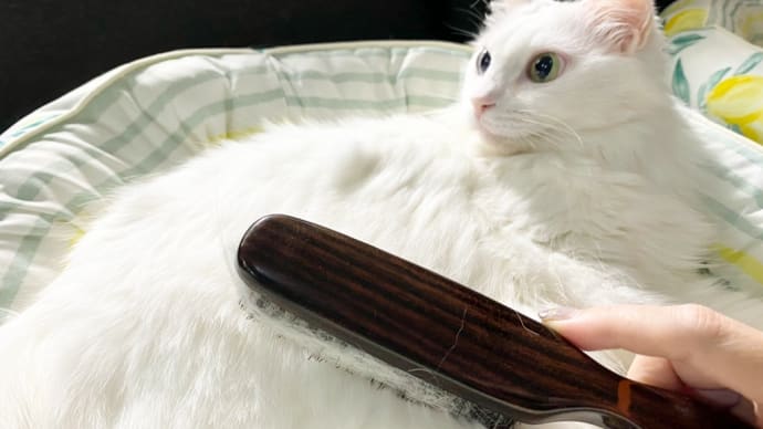 …始まった気がする… / リンガーハットの冷しちゃんぽん