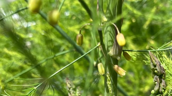 アスパラのお花