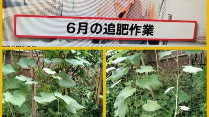♪ わが庭の スチューベンこそ嬉しけれ 梅雨の晴れ間に 作業は進むよ