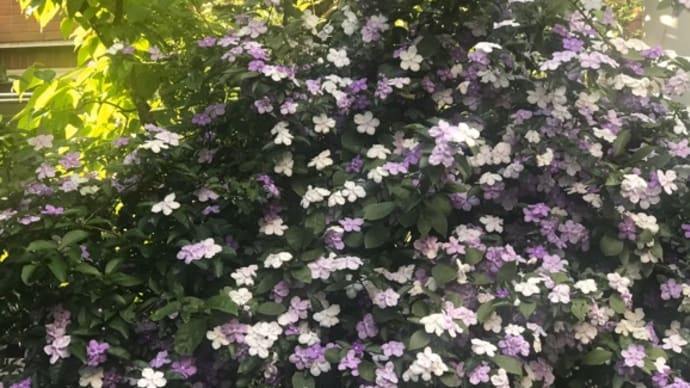 匂蕃茉莉(においばんまつり)