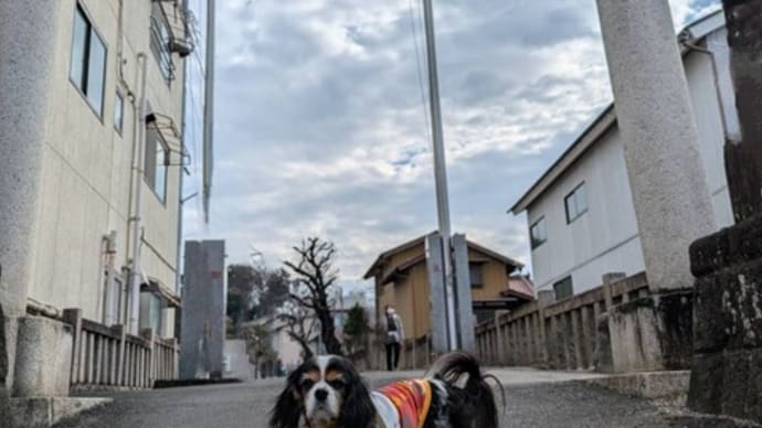 ｢座間神社｣のひな祭り（ダイジェスト）