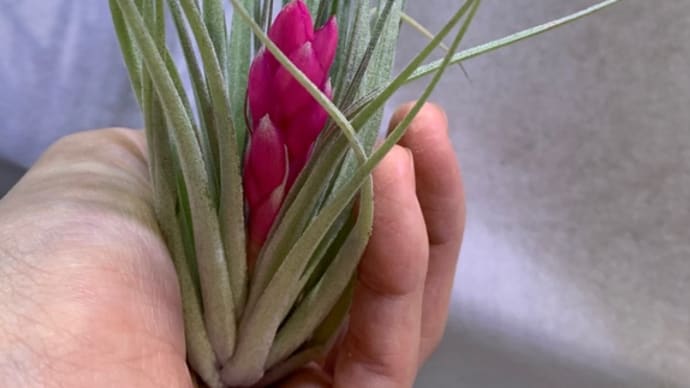 観葉植物 エアープランツ チランジア