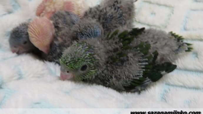 春の巣上げ第二弾