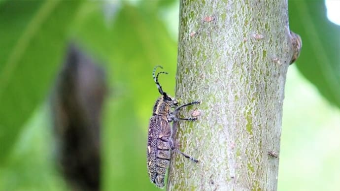 キボシマダラカミキリ
