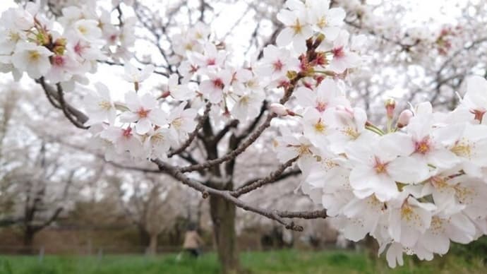 霧のメモリアルパーク
