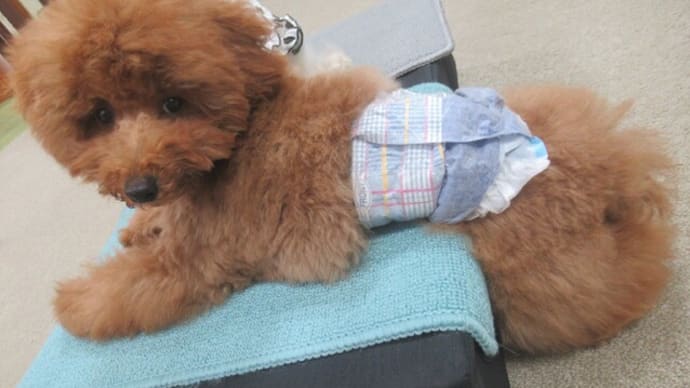 親愛なるBuddy Dogの皆様へ、