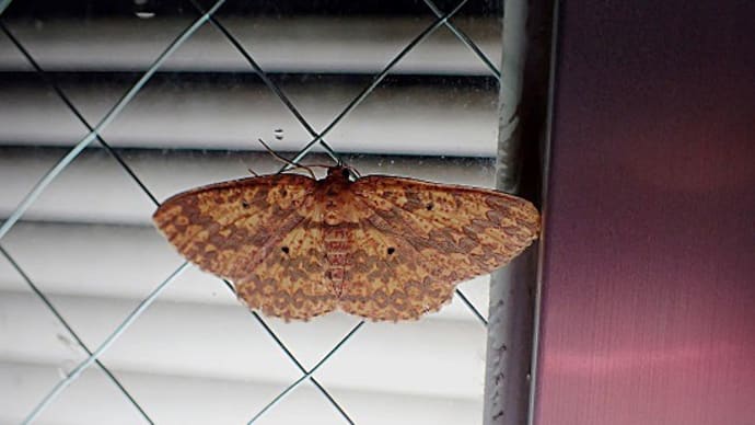 外灯の光に誘われる昆虫シリーズ:オオハグルマエダシャク