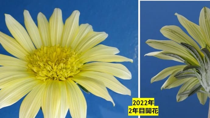 ガザニア物語(1) (2020年から2022年まで) 20240702