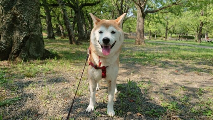 忠霊塔公園午後散歩 190801