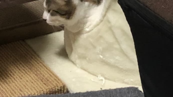 キャットタワー🗼