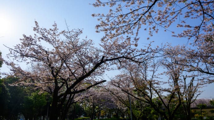 水元公園　沿道の桜