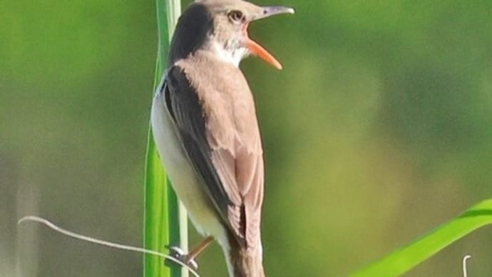 平城宮跡で出会った野鳥達！・・・セッカ　オオヨシキリ　