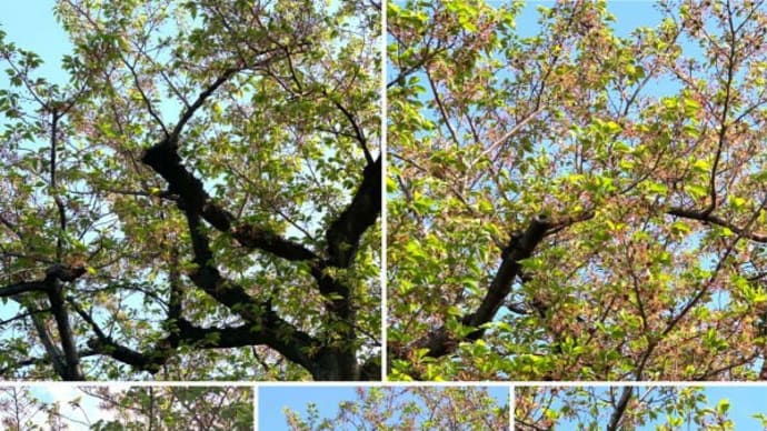 枝が太くなる前に早めの枝おろし 桜の木