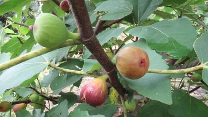 今年はイチジク「蓬莱柿」が早めに穫れた