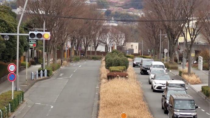 上谷戸親水公園の河津桜