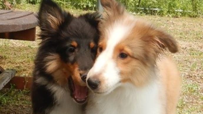 半犬