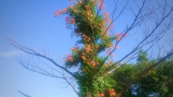 朽木にオレンジの花が!