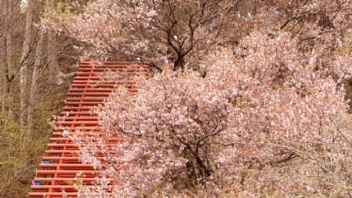 桜満開🌸稲荷神社から稲荷山公園