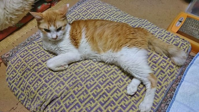10月3日(日) 猫の麦とごまの日常日記