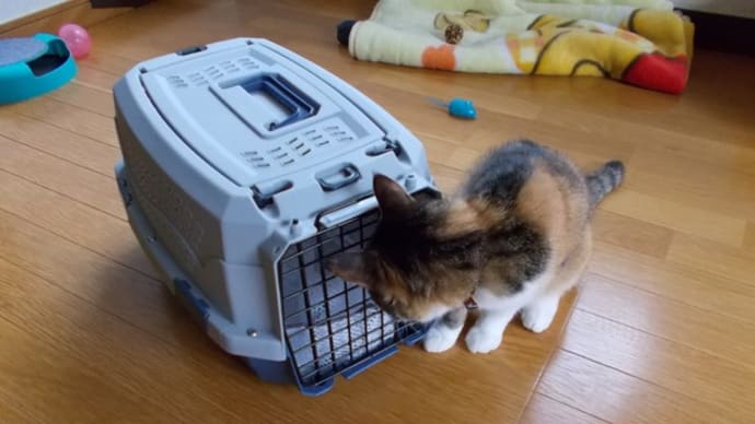 おでかけの箱…。