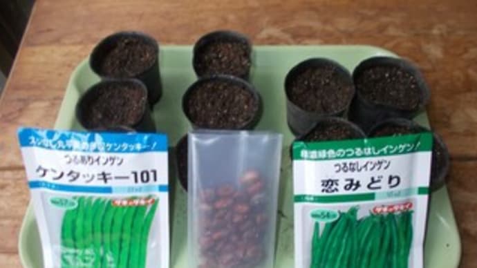 インゲン3品種の種まきをしました。