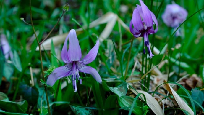宇陀でカタクリの花を楽しみました