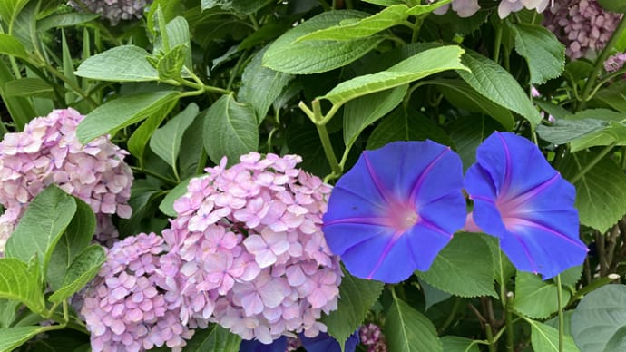 紫陽花と朝顔の競演 サンパラソルやグラジオラス開花して