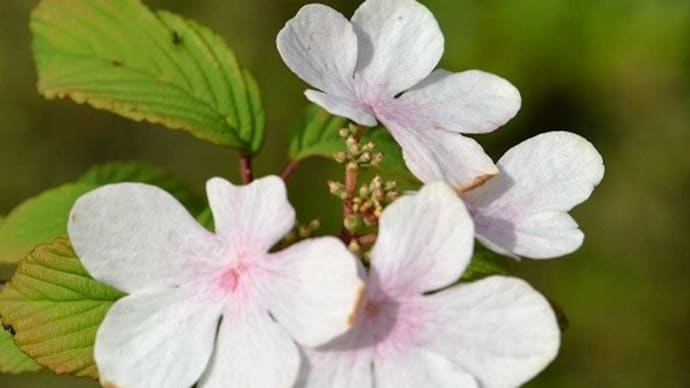 鉢植えのヤブデマリ「ピンクビューティー」の花と実