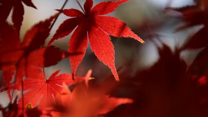 嵐山渓谷の紅葉