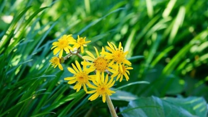 ツワブキ、ニホンズイセンの花とロウバイの蕾(板橋区立赤塚植物園 2024.12.22撮影)