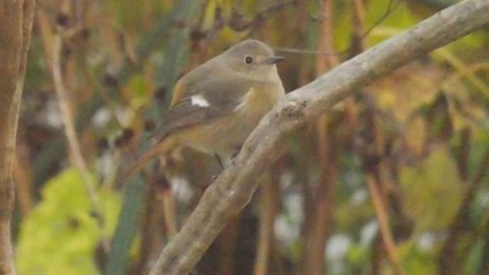 庭に野鳥の季節到来で