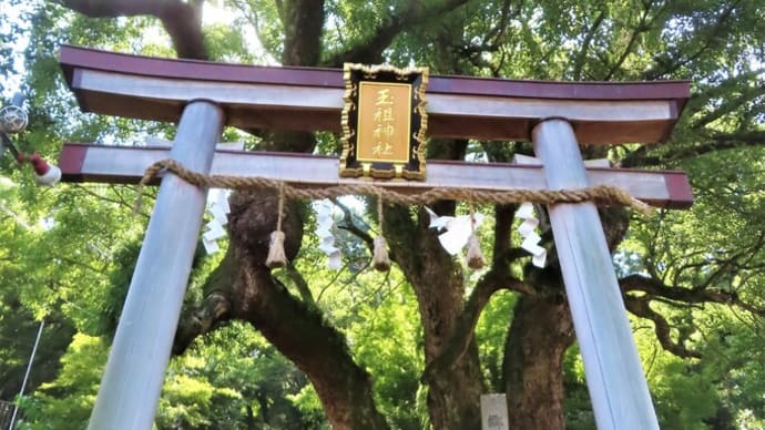 アオバズク ♂ ♀ ・・・ 7月22日 玉祖神社を再訪